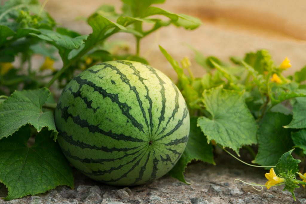 Efficacy of Nemakill on Watermelons