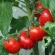 tomatoes 1561565 1920