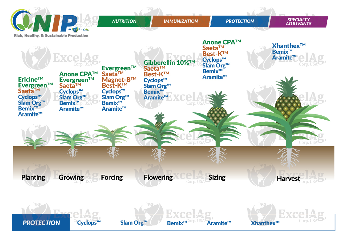 Crop-Chart-Pineapple