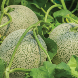 Image-for-crop-program-page melon