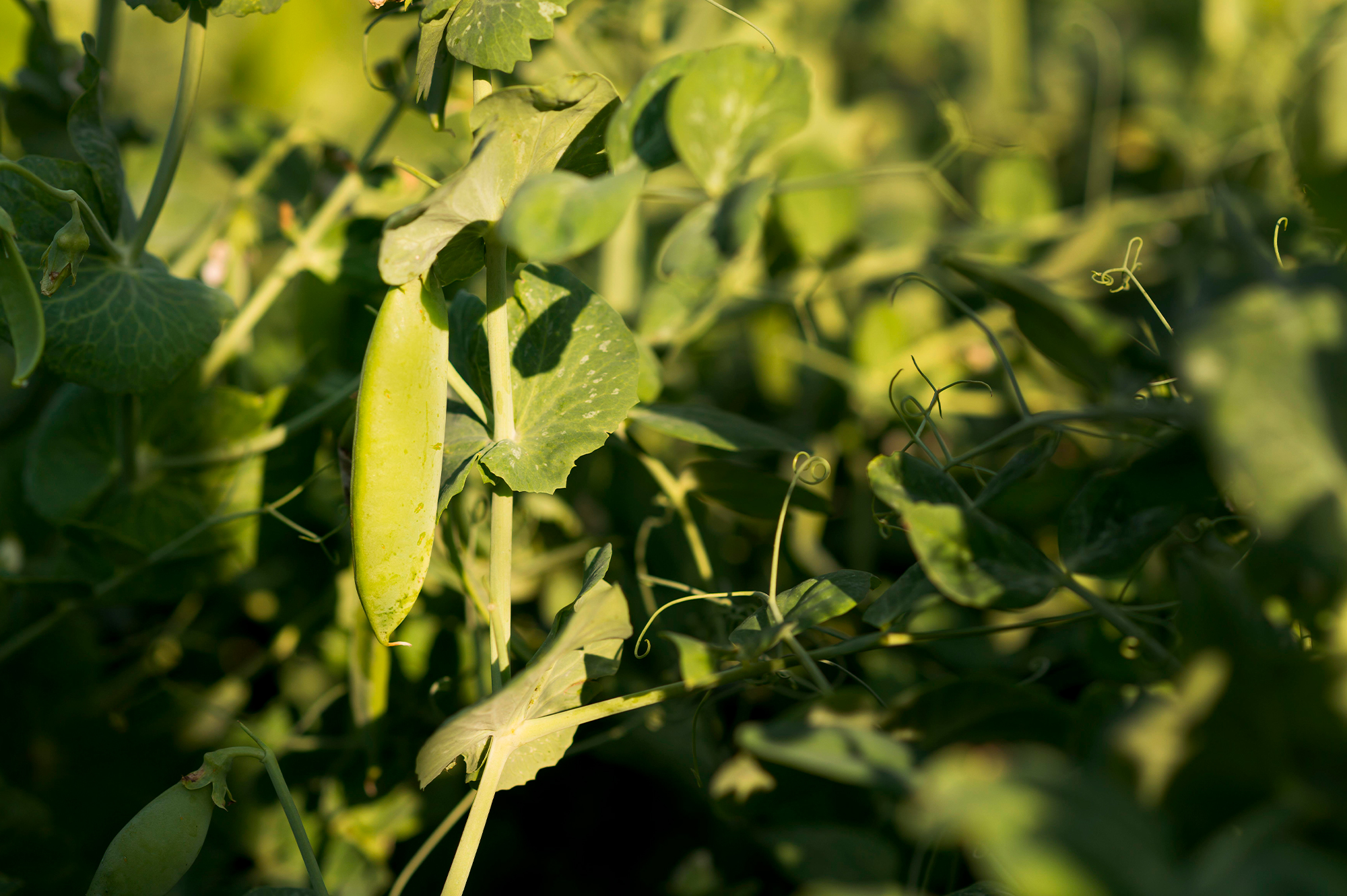 Green Beans – Peas