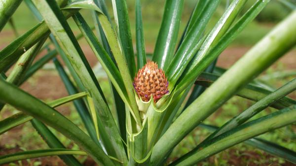 Evaluación de ERICINE 48 SL en la Producción de Hijos de Piña en Semilleros