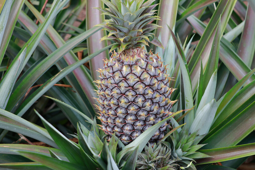 ANONE para aumento de tamaño de piña