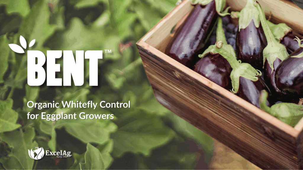 Bent™ Shows Strong Knockdown of Whiteflies in Melongene Production